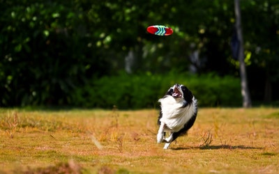 Dog chasing a toy