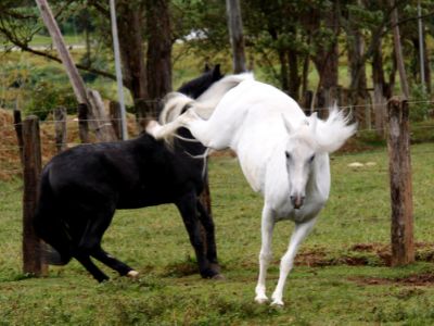 Healthy Horse Treats