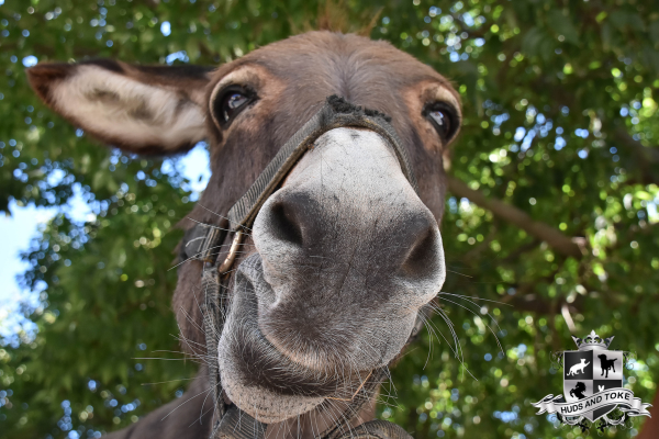 Australian Made Horse Treats