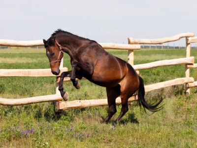 Horse Training Treats