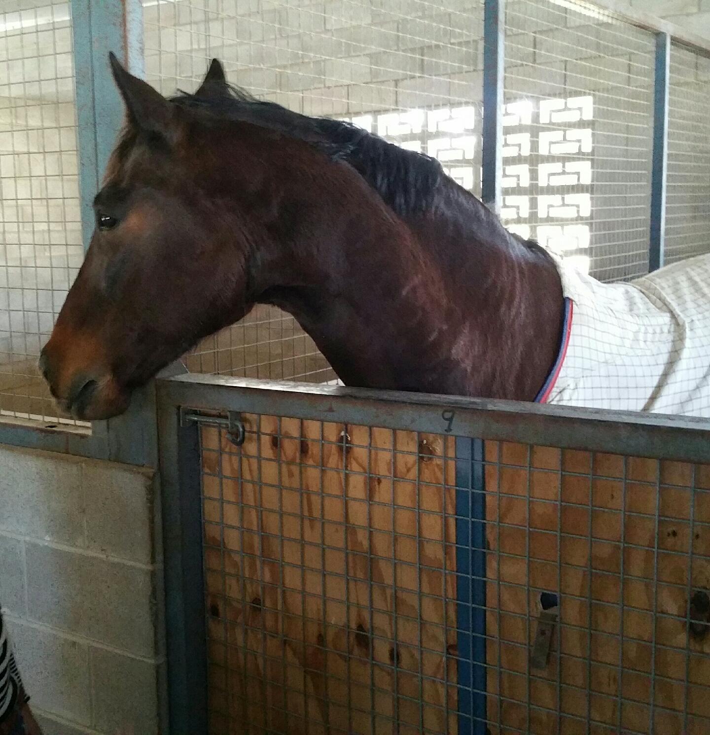 Coconut_and_Turmeric_Horse_Treat