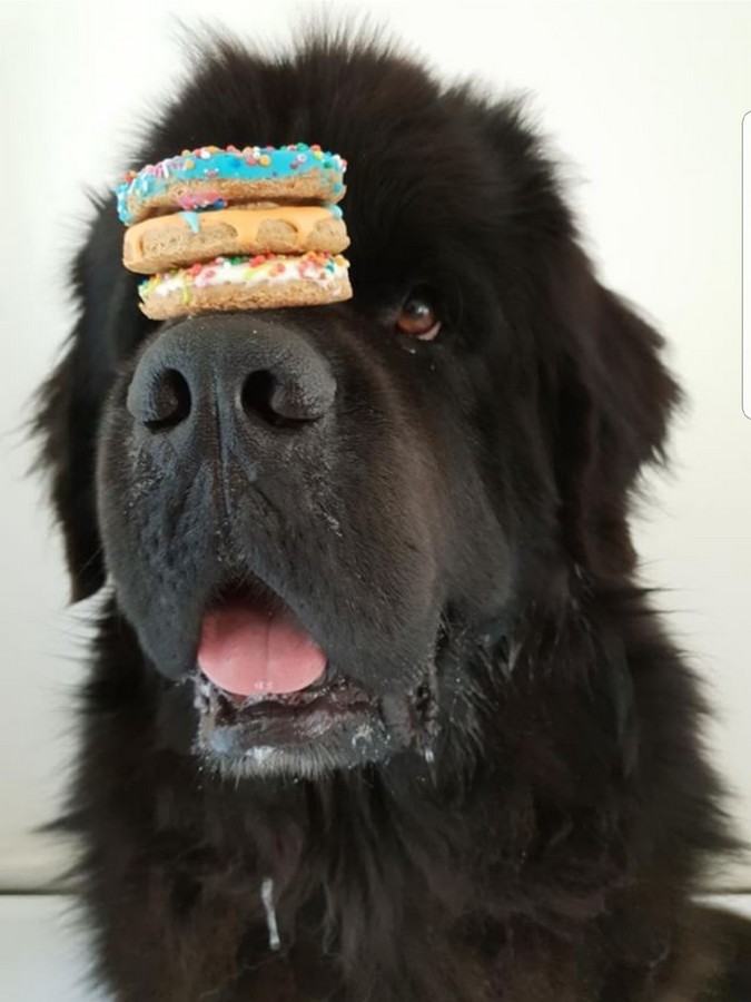 Australian Made Doggie Doughnuts