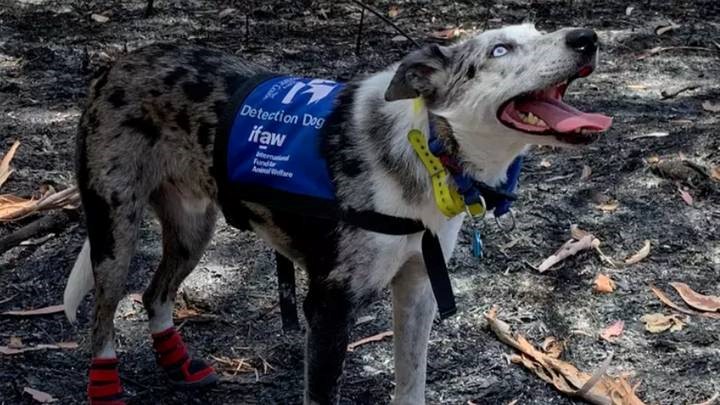 Huds and Toke Pet Treats partnering with USC Detection Dogs