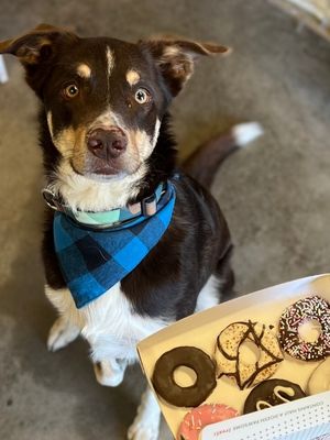 Australian Made Doggie Doughnuts