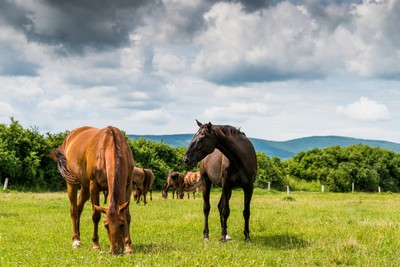 Gourmet Horse Treats and Pet Treats