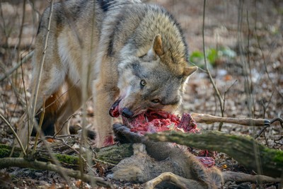 Pet Dogs have a different Diet to Wolves