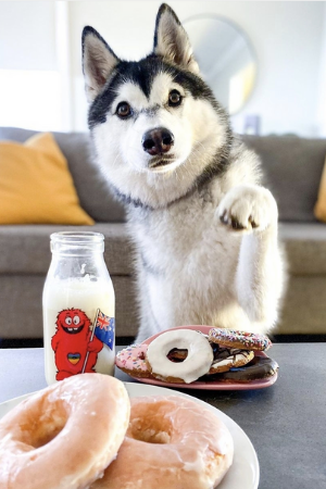 Doggie Doughnuts