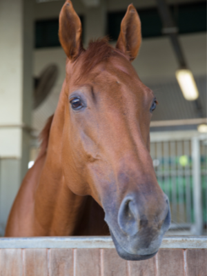 Australian made Horse Treats