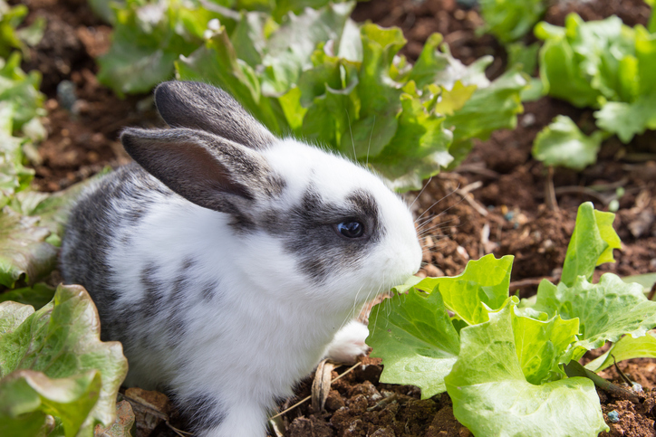 Guinea Pig Treats and Rabbit Treats by Huds and Toke