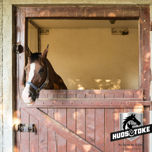 Horse Treats