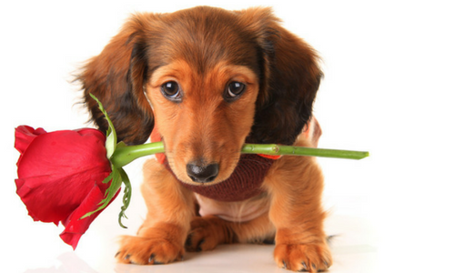 VALENTINES DAY DOG TREATS