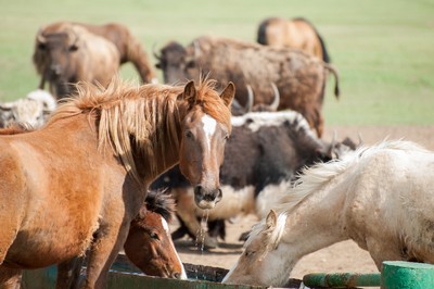 Gourmet Horse Treats